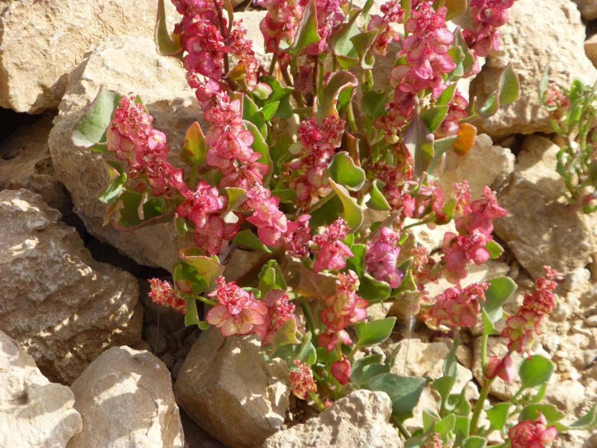 Zimmer Arad Dead Sea, Big And Confortabוl Apartment, Logic Cost - במחיר שפוי Zewnętrze zdjęcie